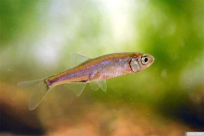 Верховка обыкновенная (Leucaspius delineatus), фото фотография пресноводные рыбы России