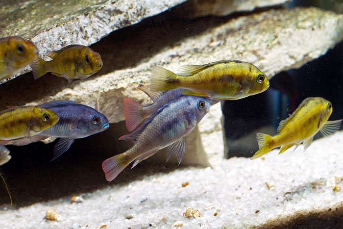 Двухцветный неохромис (Haplochromis nigricans), фото фотография цихлиды рыбы