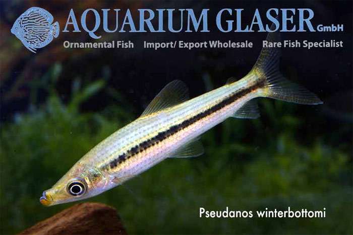 Трёхточечный псевданос (Pseudanos trimaculatus), фото фотография рыбы