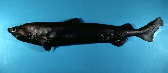 Белоглазая колючая акула, или португальская акула (Centroscymnus coelolepis), фото фотография картинка рыбы