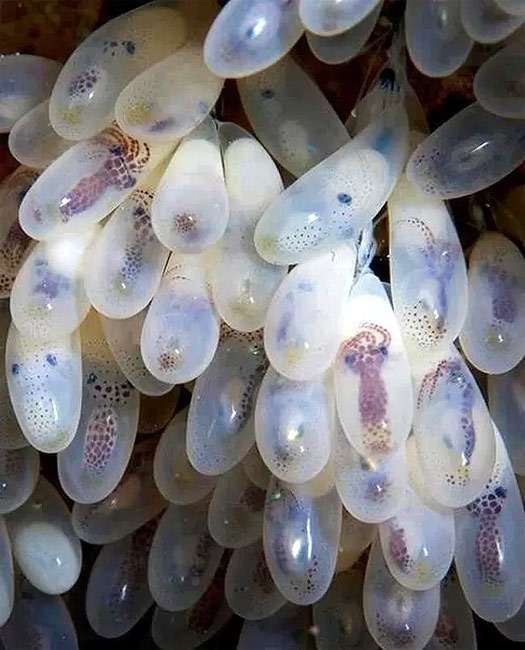 Яйца осьминога, фото беспозвоночные животные фотография картинка