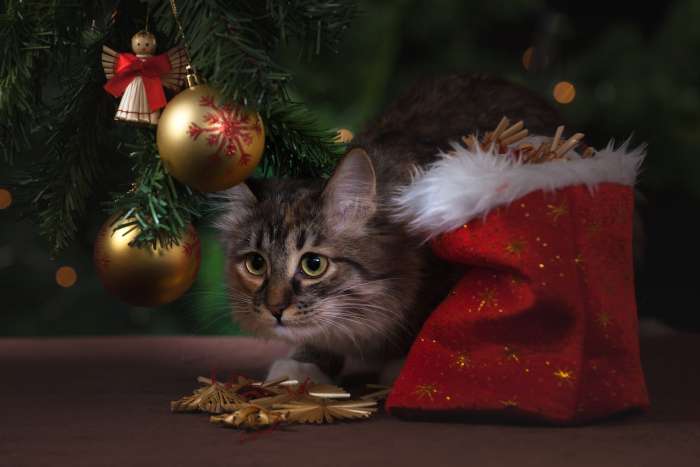 Кот под новогодней елкой, фото фотография