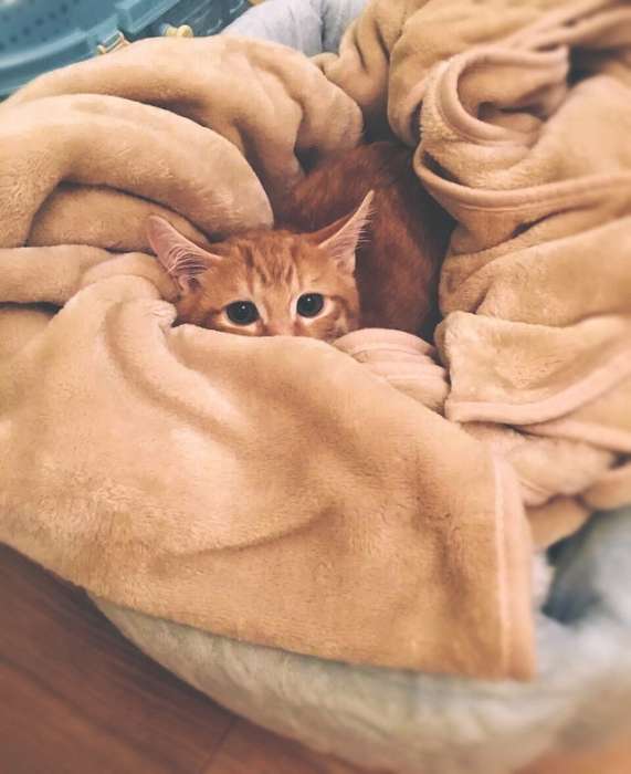 Рыжий кот спрятался в покрывале одеяле, фото фотография