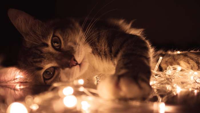 Кот и новогодняя гирлянда, фото фотография