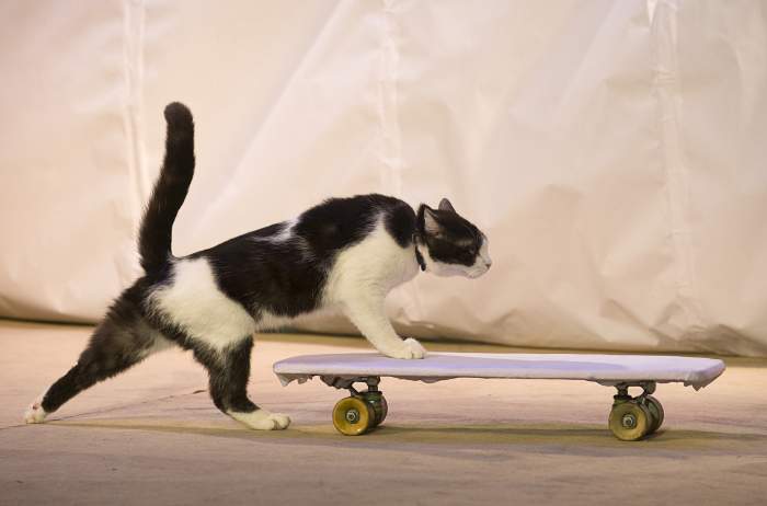 Кошка катается на скейтборде, фото фотография