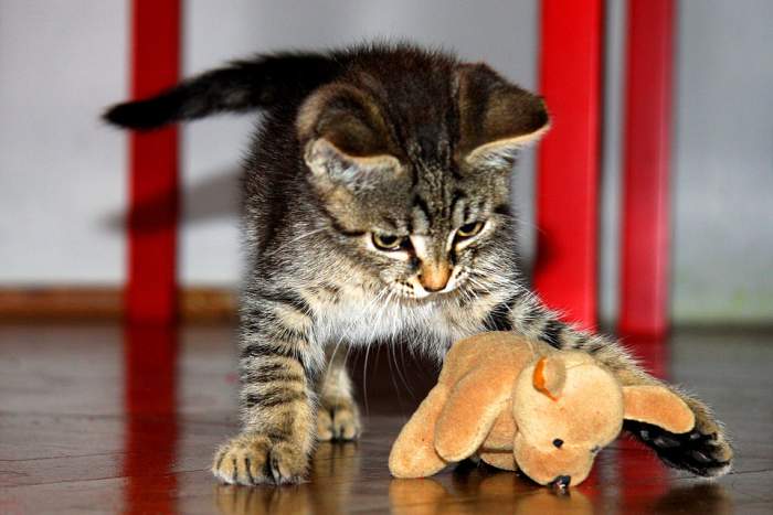 Котенок играет с плюшевой собачкой, фото фотография