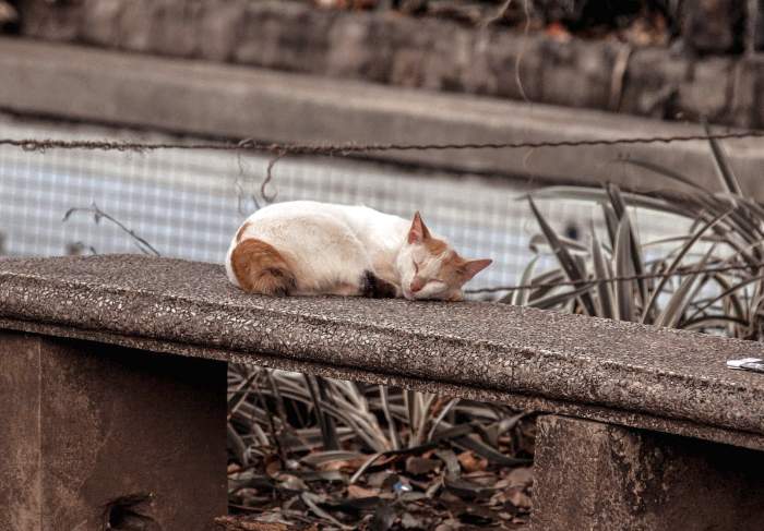 Потерявшаяся кошка спит на улице, фото фотография
