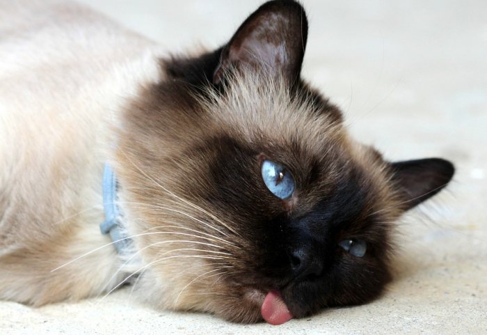Обалдевшая кошка с высунутым языком, фото фотография