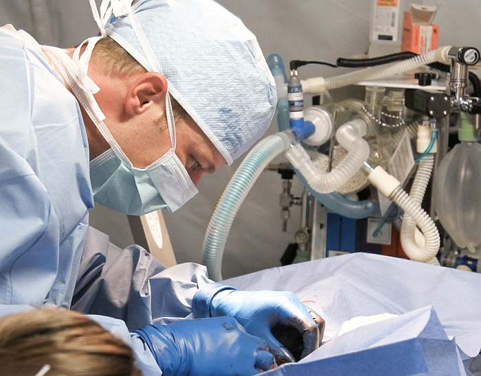 Ветеринарный врач проводит операцию коту, фото фотография