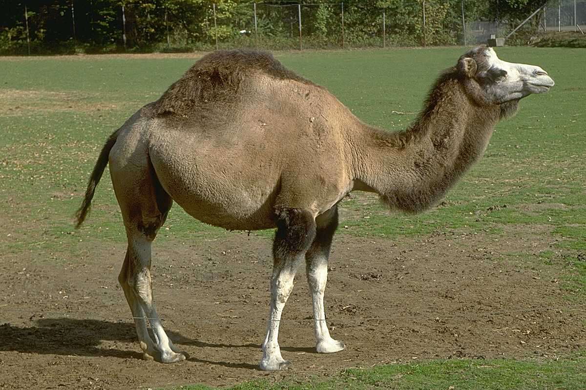  ,   (Camelus dromedarius),    