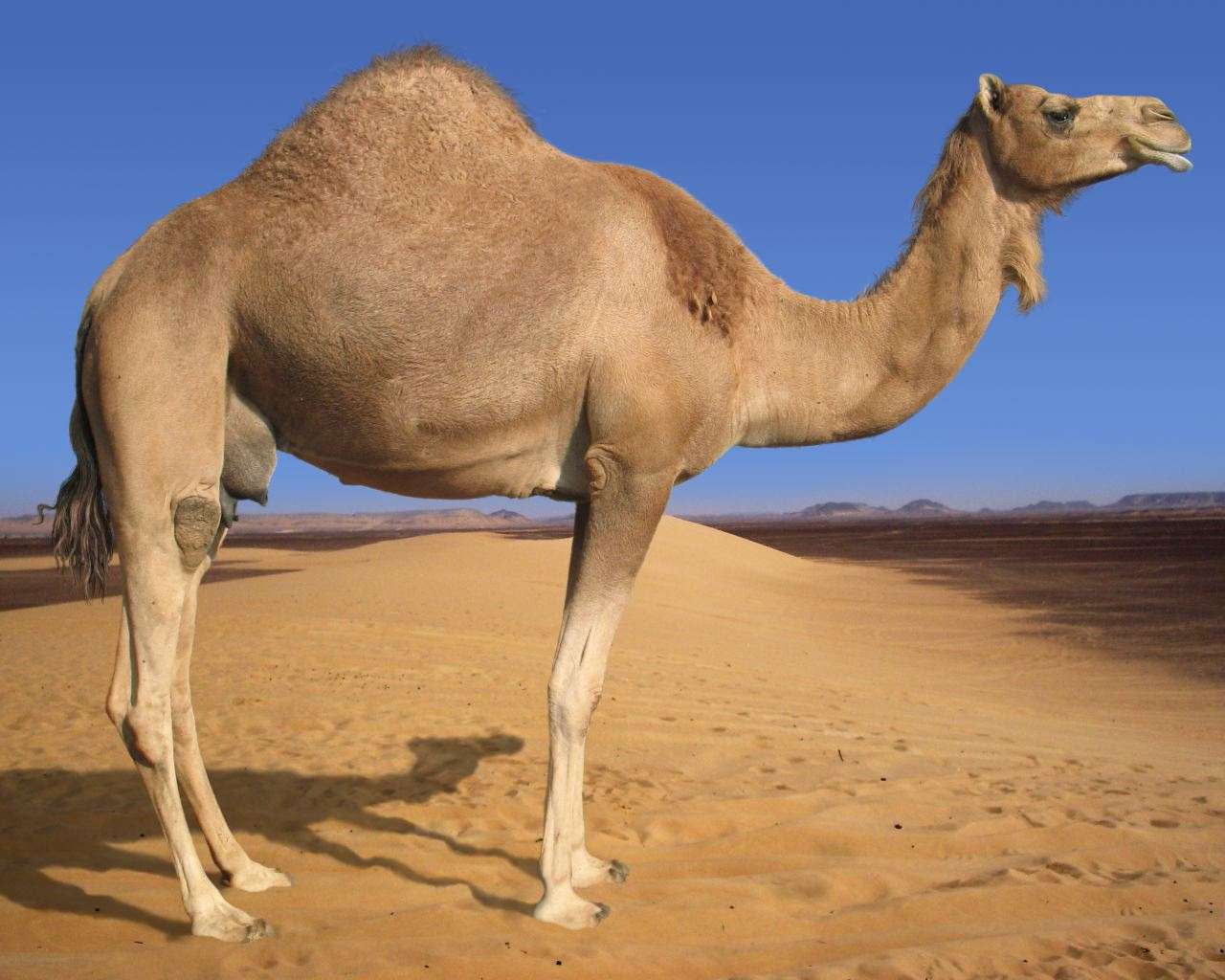 Одногорбый верблюд, дромедар (Camelus dromedarius), фотография фотообои фото обои