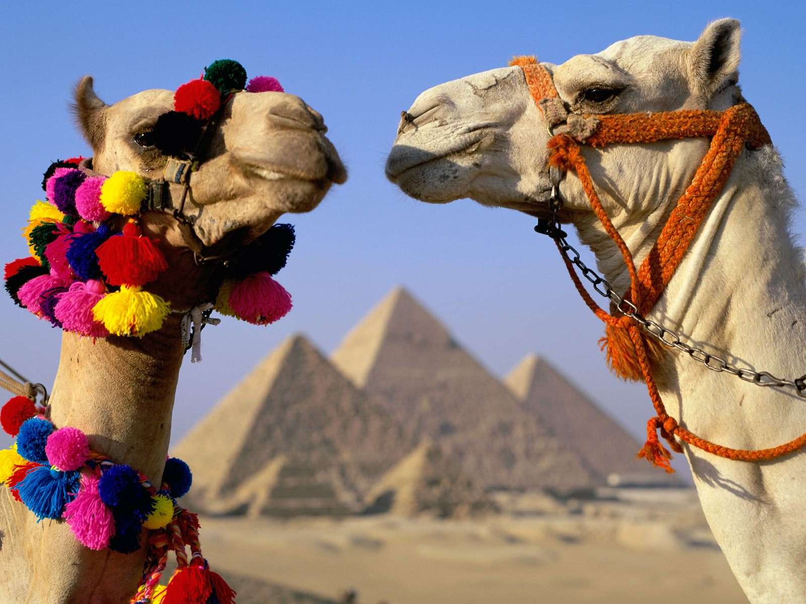Головы двух верблюдов на фоне пирамид, фото фотография фото обои