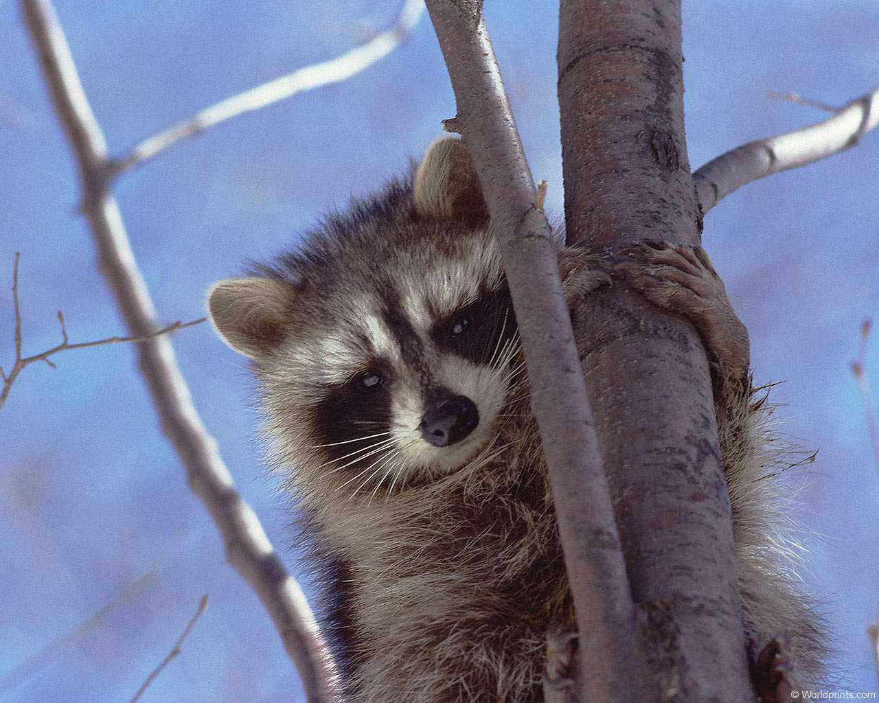 природа животные енот nature animals raccoon без смс