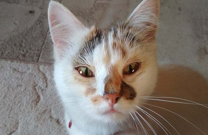 Кошка, поражённая хламидиозом: заметны распухшие веки, выделения из глаз, фото фотография