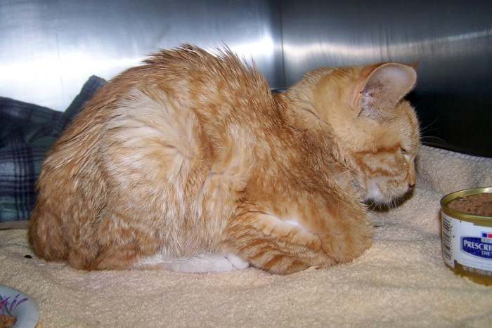 Кот больной панлейкопенией, фото фотография