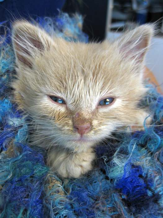 Котенок больной кошачьей чумкой, фото фотография