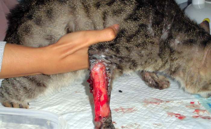 Рваная рана у кошки, фото фотография
