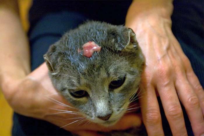 Вскрывшийся гнойник на голове кошки, фото фотография
