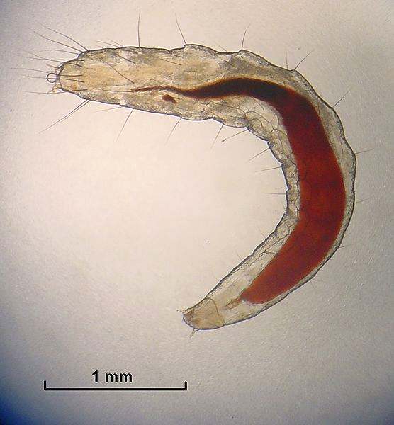 Личинка кошачьей блохи (Ctenocephalides felis), фото фотография насекомые