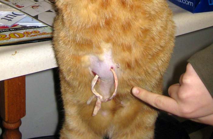 Вскрытый абсцесс (гнойник) у кошки на животе, фото фотография
