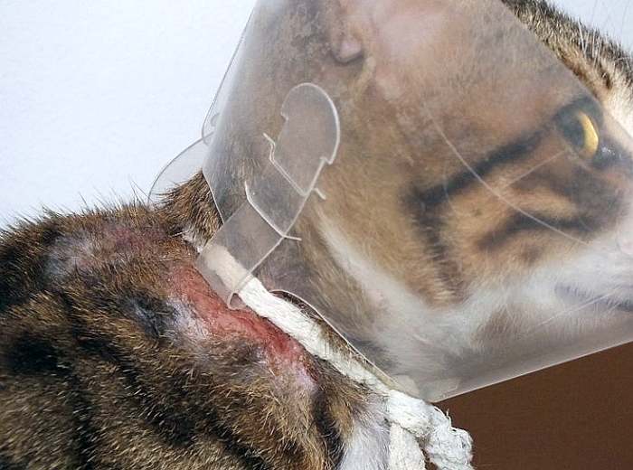 Аллергия у кошки, кошка в елизаветенском воротнике, фото фотография
