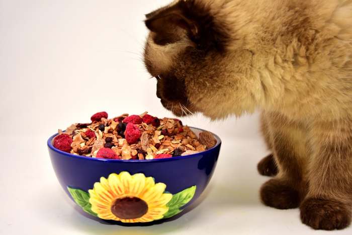Британская кошка около тарелки с мюсли, фото фотография