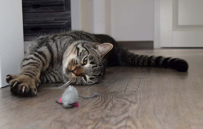 Кошка играет с мышкой, фото фотография