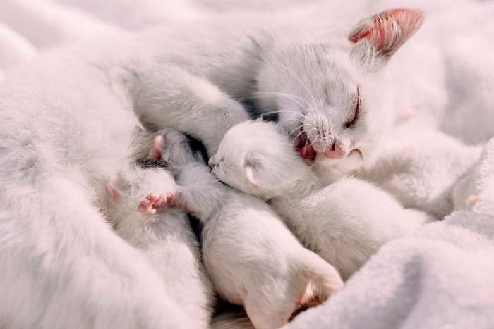 Кошка с маленькими котятами, фото фотография