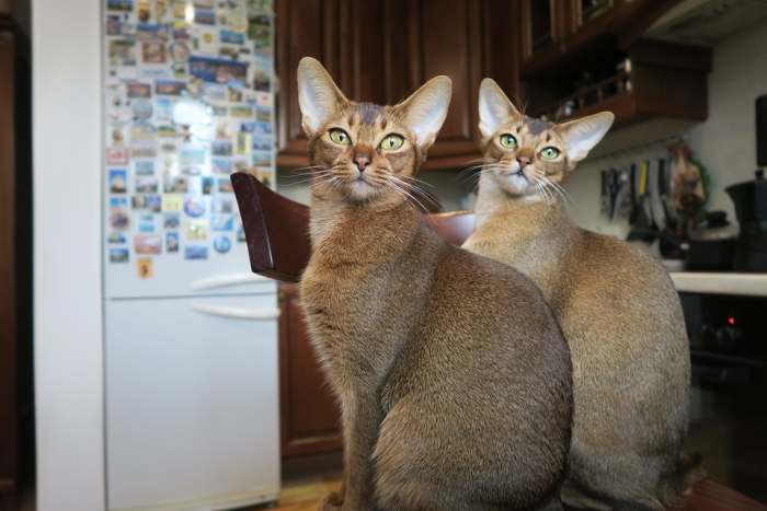 Два абиссинские кошки, фото фотография
