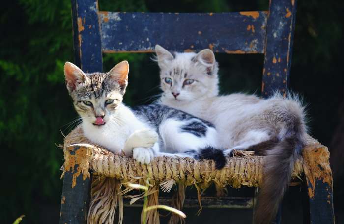 Две молодые кошки котенка лежат на старом стуле, фото фотография