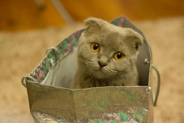Грустный вислоухий кот сидит в бумажной сумке пакете, фото фотография