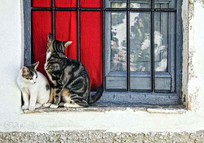 Две кошки сидят на окне с железной решеткой, фото фотография