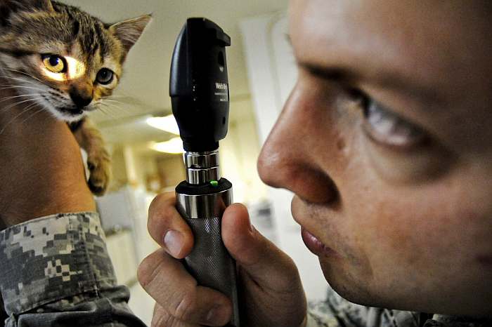 Ветеринарный врач осматривает глаза кошки, фото фотография