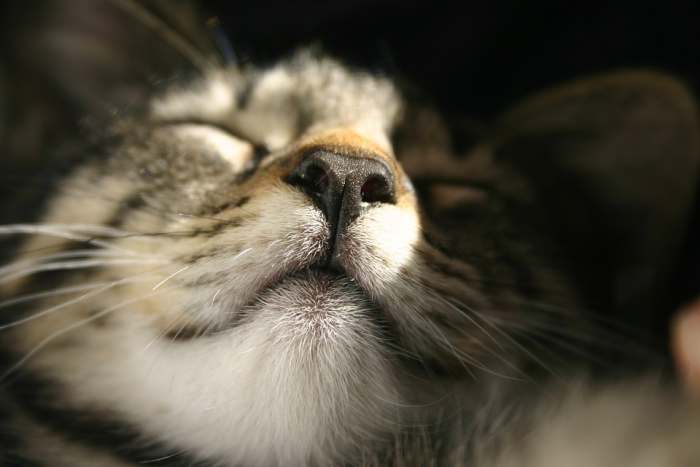 Нос здоровой кошки, фото фотография
