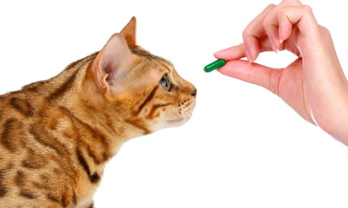 Кошке показывают таблетку, фото фотография