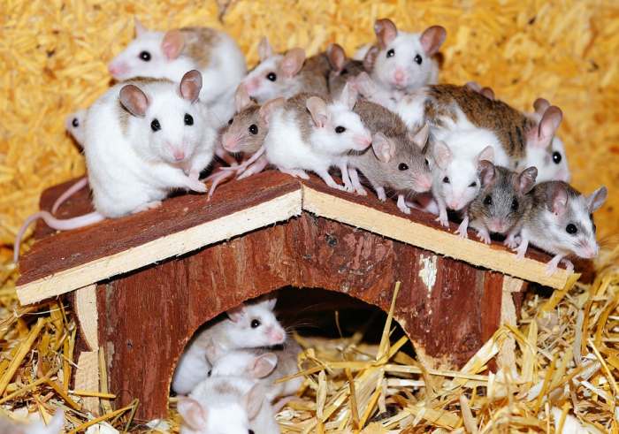Мыши, много забавных мышек, фото фотография