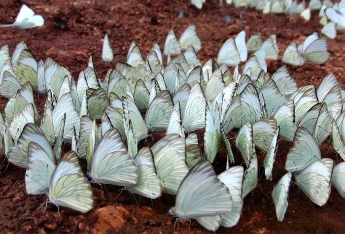 Бабочки-белянки, фото фотография