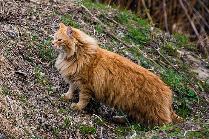 Рыжая домашняя длинношерстная кошка, фото фотография