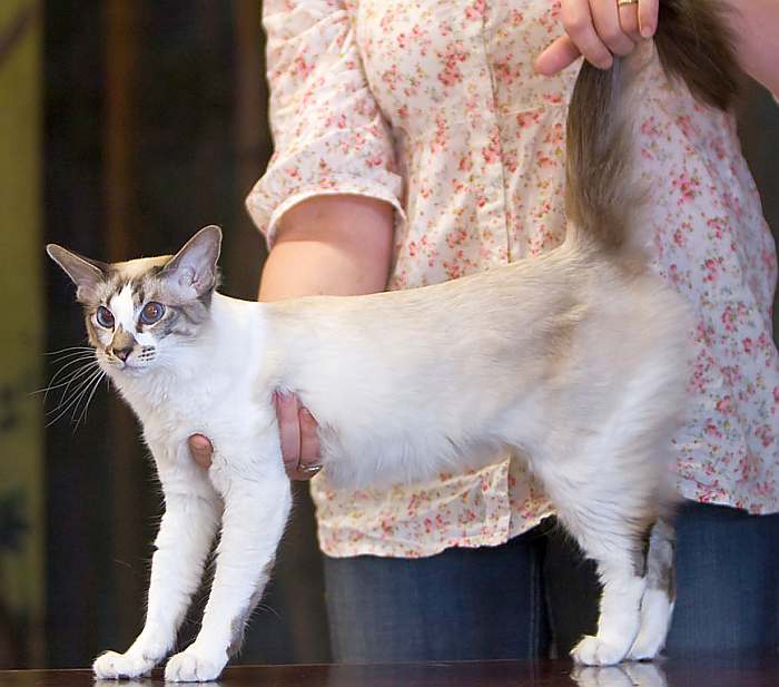 Сейшельская кошка (Seychellois cat), фото фотография картинка