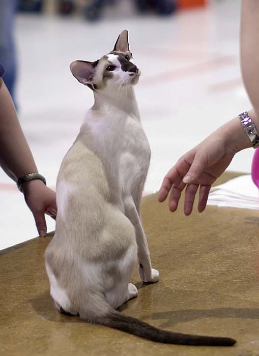 Сейшельская кошка, фото фотография картинка