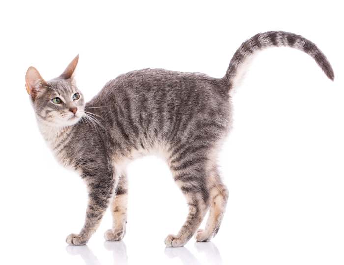 Серенгети, фото фотография кошки