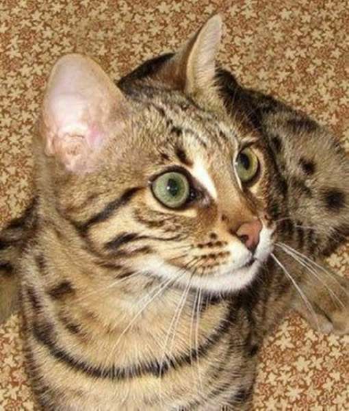 Уссурийская кошка, уссури, фото фотография