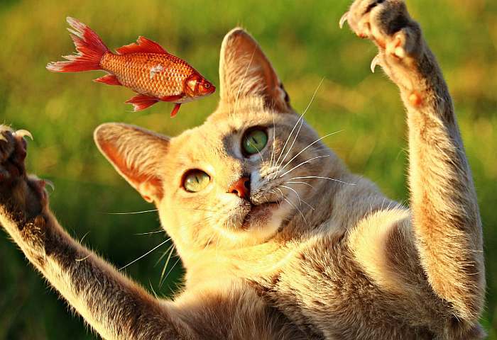 Кошка ловит лапами рыбку, фото фотография
