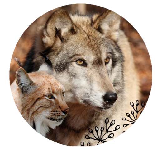 Волк и рысь, фото фотография