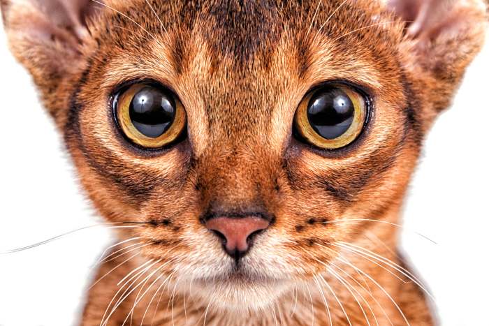 Абиссинская кошка содержание, фото фотография картинка