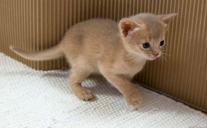 Котенок абиссинской кошки фавн или бежевый, фото фотография