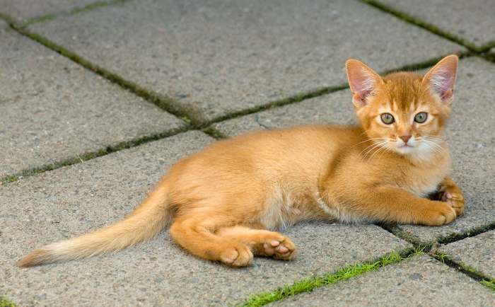 Котенок абиссинской кошки окрас соррель красный, фото фотография
