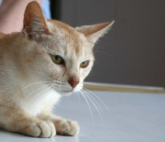 Абиссинская кошка окрас серебристый соррель, фото фотография