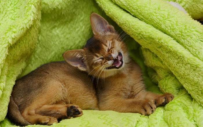 Абиссинский котенок, фото фотография