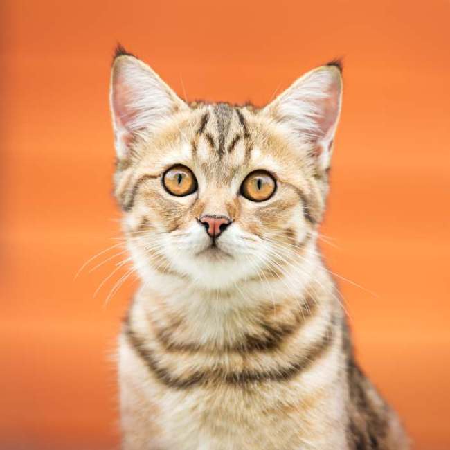 Порода кошек азиатская табби фото